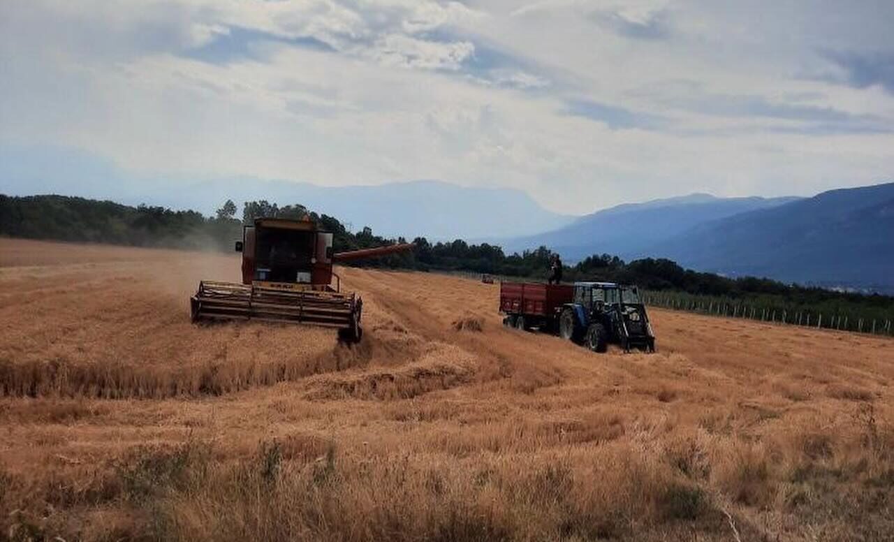 Të burgosurit korrin grurin në Dubravë, mbledhin rreth 32 mijë kilogramë grurë